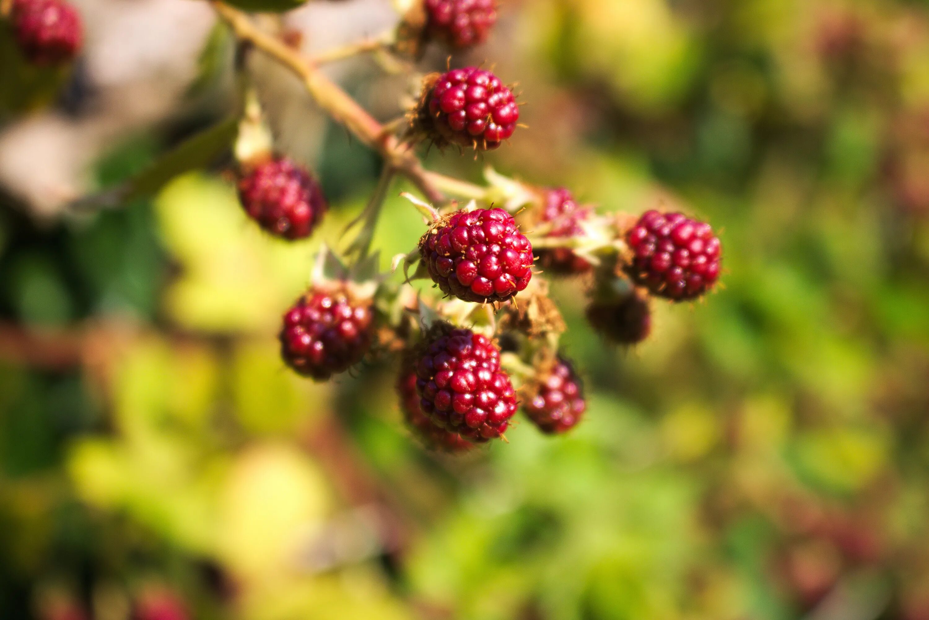 Посленок ягоды фото Free Images : nature, branch, fruit, berry, sweet, flower, bush, food, red, prod