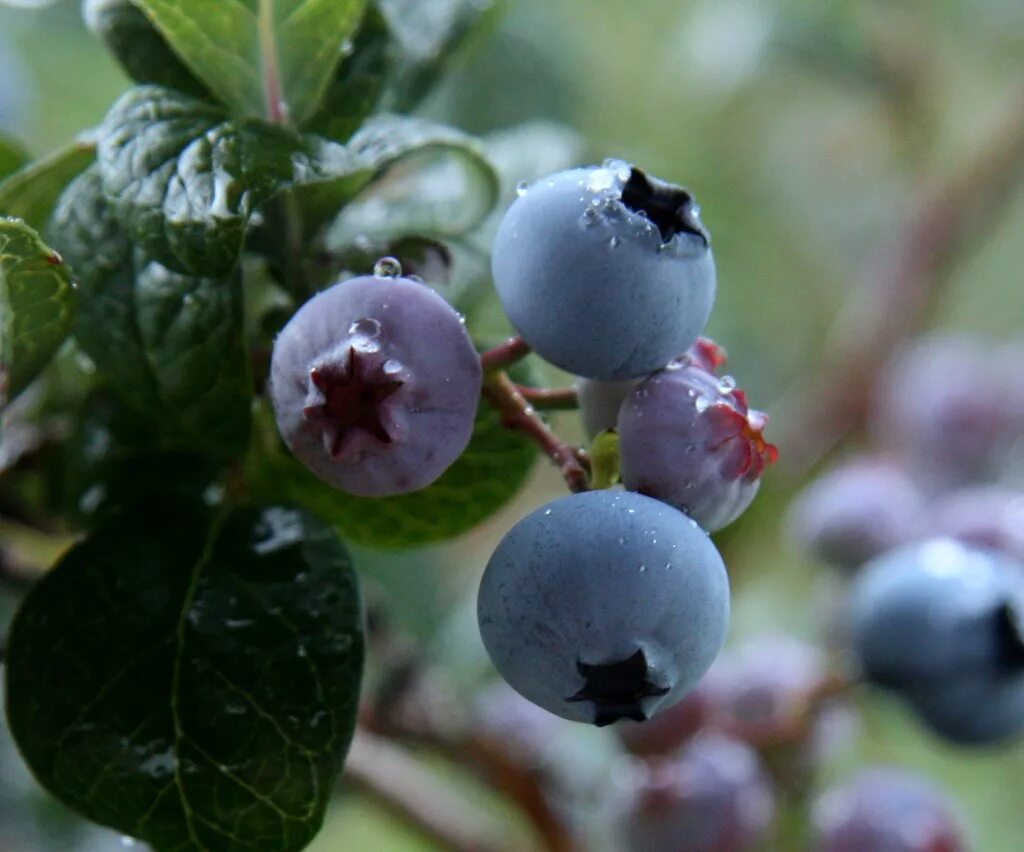 Посленок ягоды фото голубика // wilmot blueberry farm - Si amanece Nos vamos - ЖЖ