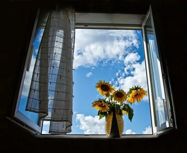 Посмотрела окно фото Girasoles en la ventana...... Window view, Windows, Looking out the window