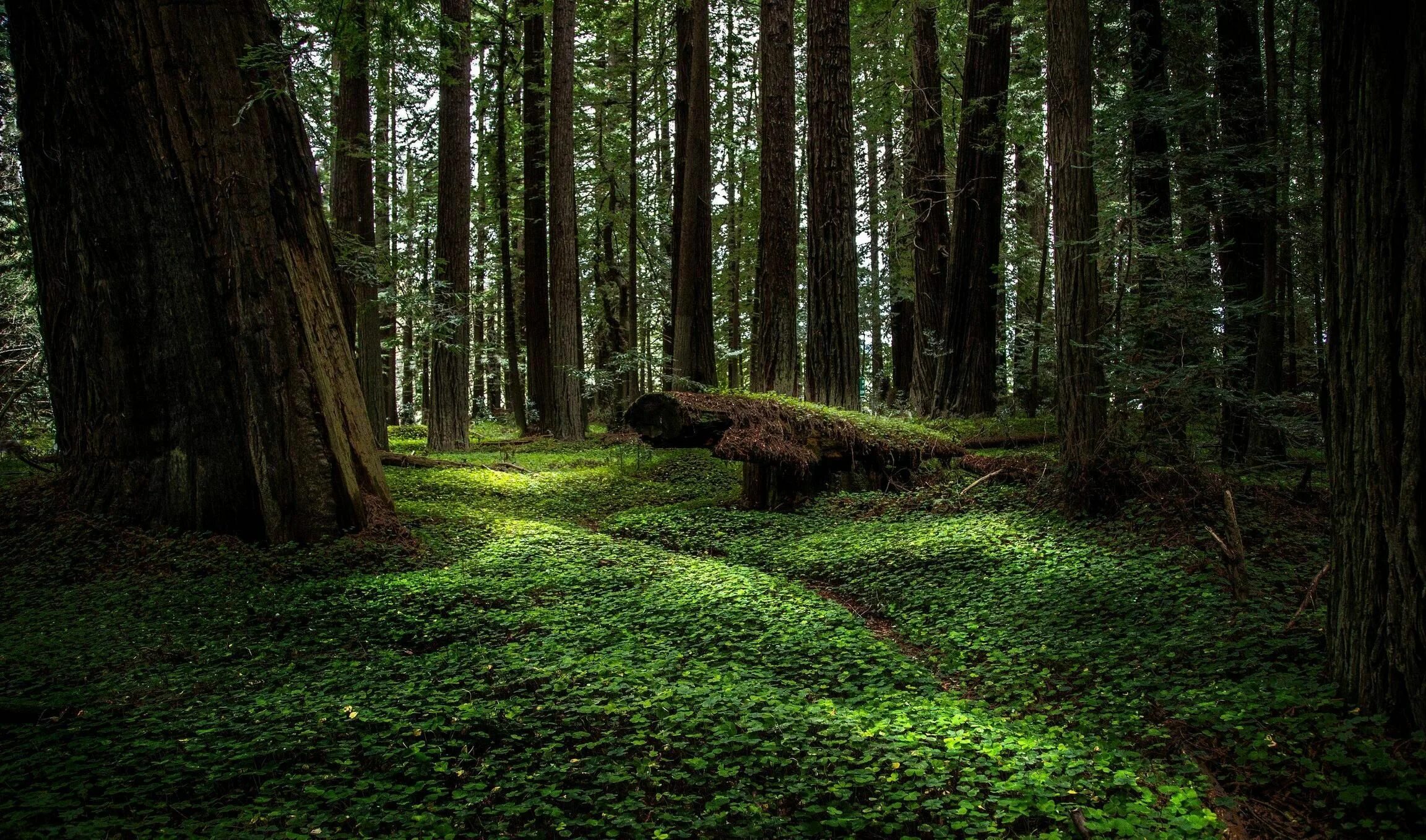 Посмотреть фото леса The forests of Northern California - Imgur Natureza, Fotos, Animais