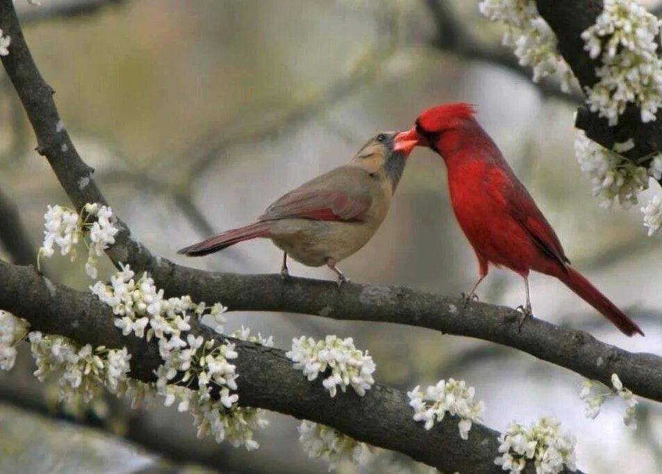 Посмотреть фото птиц Cardinal Kiss Beautiful birds, Bird photo, Cardinal birds