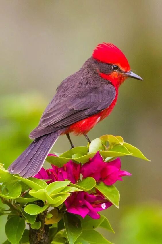 Посмотреть фото птиц vermilion flycatcher or common vermilion flycatcher (Pyrocephalus obscurus) Beau