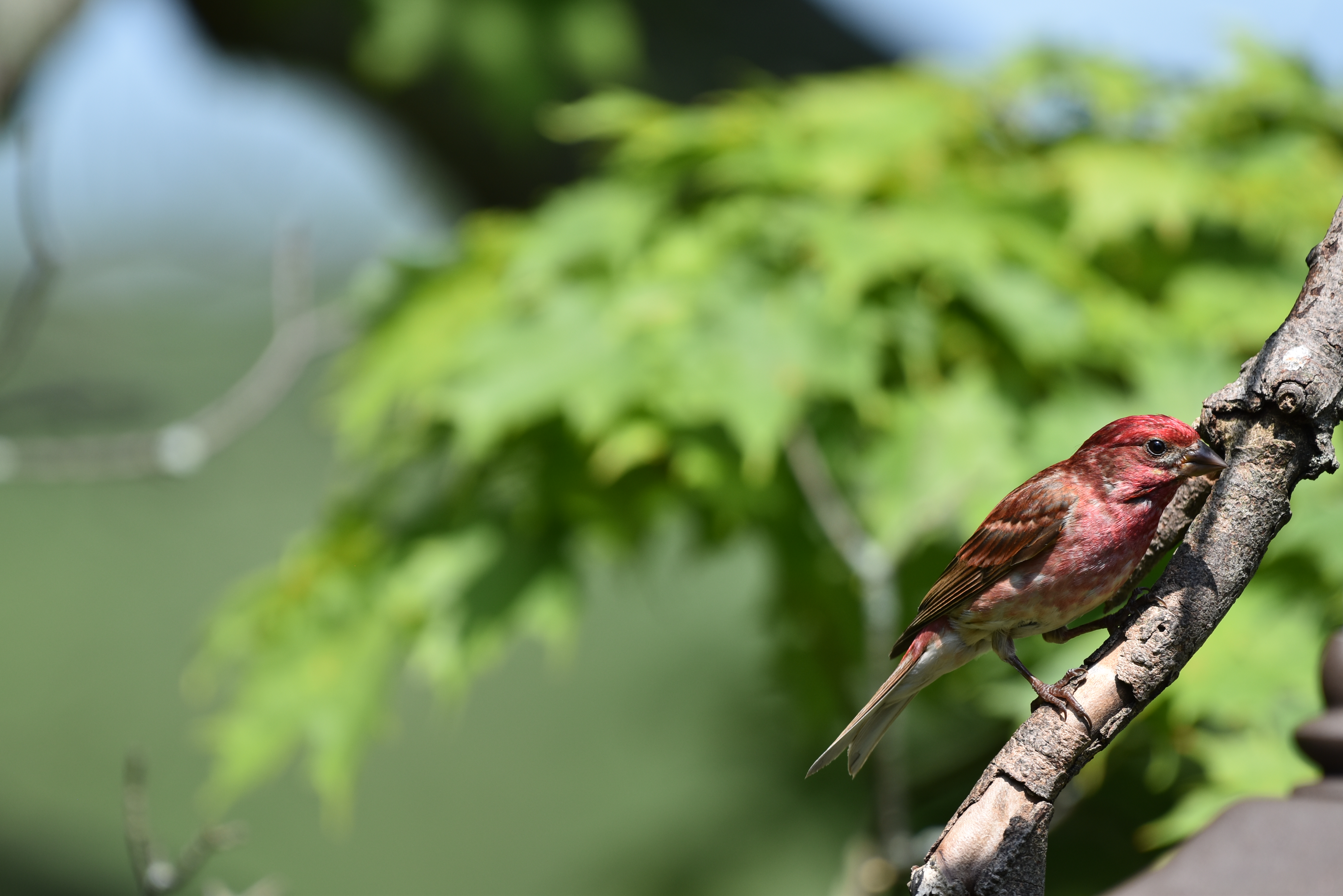 Посмотреть фото птиц File:Purple finch birding NY 7.18 chuck and cindy's DSC 0558.jpg - Wikimedia Com