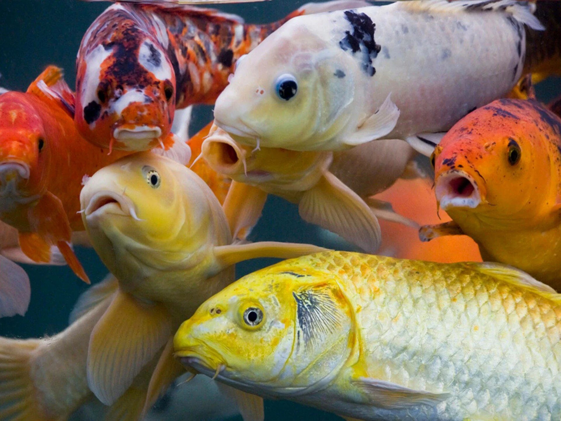 Посмотреть фото рыб Download HD Fishes In Yellow Orange And White Wallpaper Wallpapers.com