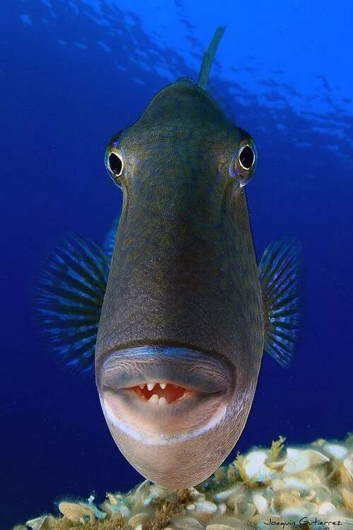 Посмотреть фото рыб Funny Wildlife * Trout Pout Smiley Face Fish Beautiful sea creatures, Ocean anim