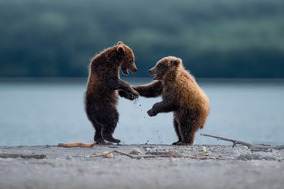 Посмотреть фото самого Забавные финалисты веселой премии Comedy Wildlife Photography Awards - Рамблер/с