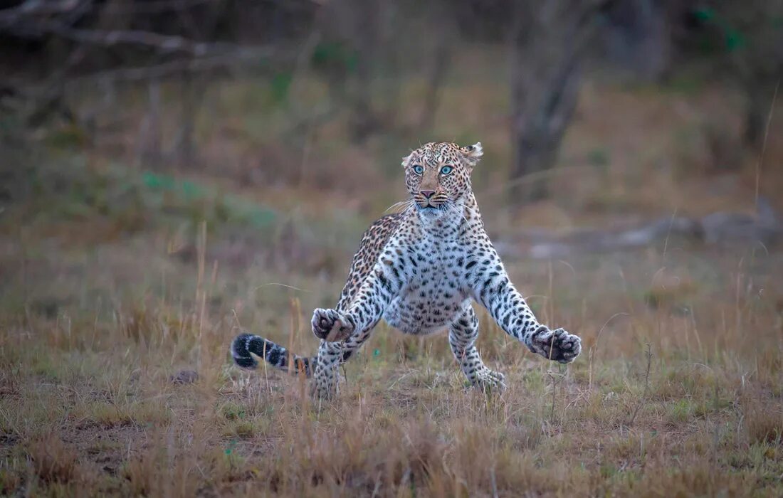 Посмотреть фото самого Финалисты Comedy Wildlife Photo Awards