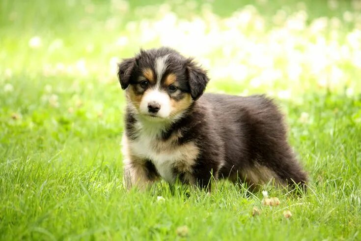 Посмотреть фото щенят English Shepherd puppy English shepherd, English shepherd puppy, Shepherd dog br