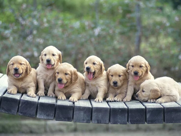 Посмотреть фото щенят Seven Golden Retriever Puppies Dogs golden retriever, Beautiful dogs, Golden ret