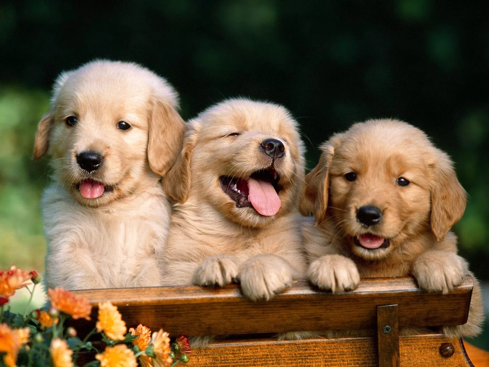 Посмотреть фото щенят Adorable Golden Retriever Puppies - Wallpaper, High Definition, High Quality, Wi