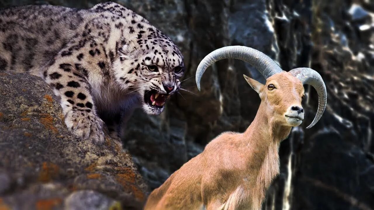 Посмотреть фото животных Goat vs Leopard Goat Protect her Baby from Leopard Hunts Leopard Hunts Fail. - Y