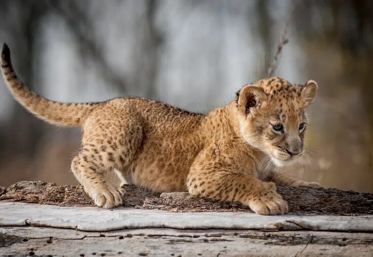 Посмотреть фото животных beige and brown Leopard cub #animals baby animals #lion #cubs #1080P #wallpaper 