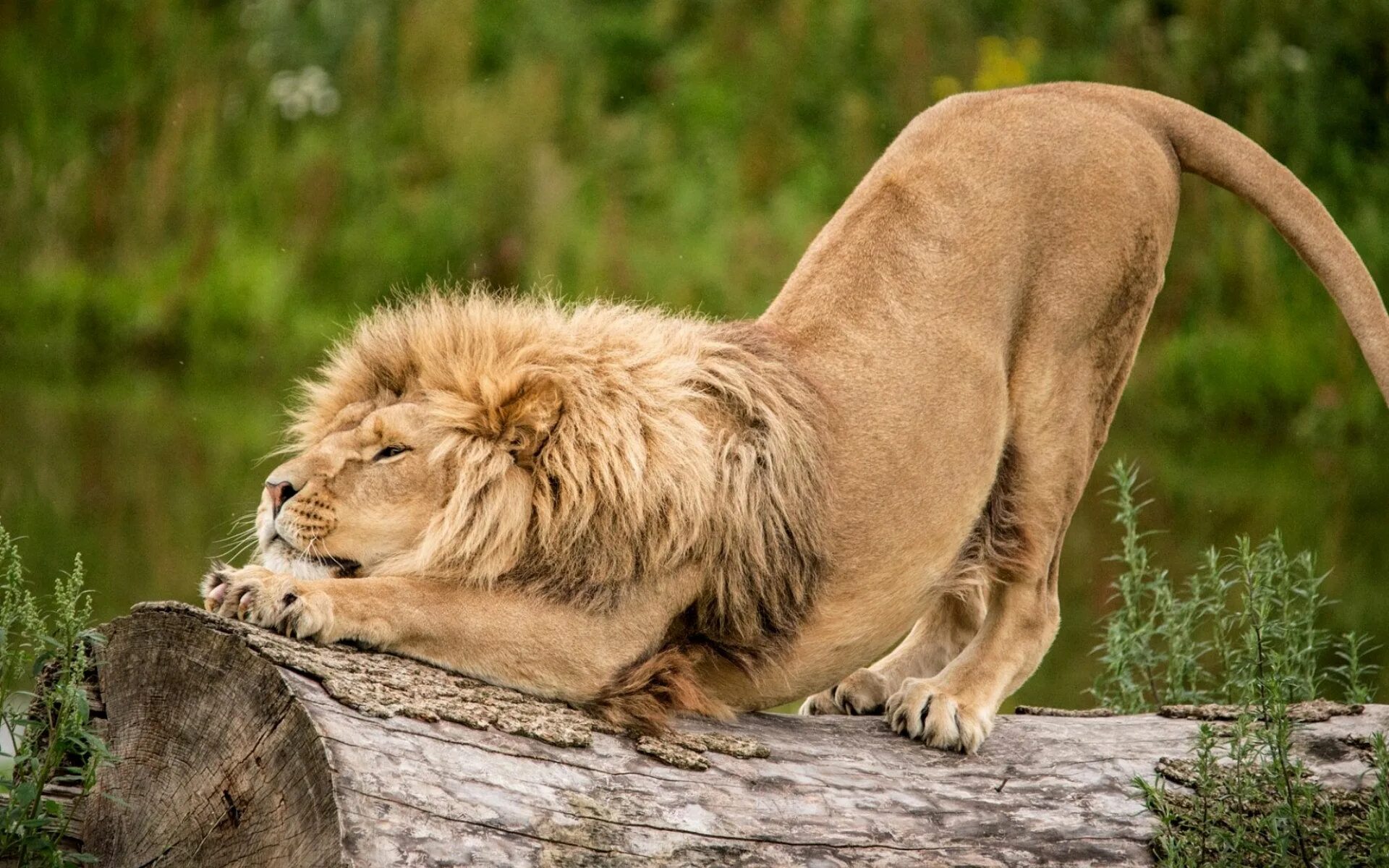 Посмотреть фото животных Stretching King Wide 1920x1200 Wallpapers Lion, Animals, Big cats