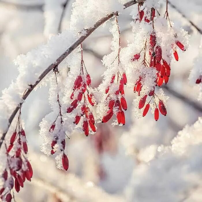 Посмотреть фото зимы Барбарис Плодовый купить выгодно ✵ Сады-Эдема.рф -интернет магазин растений для 