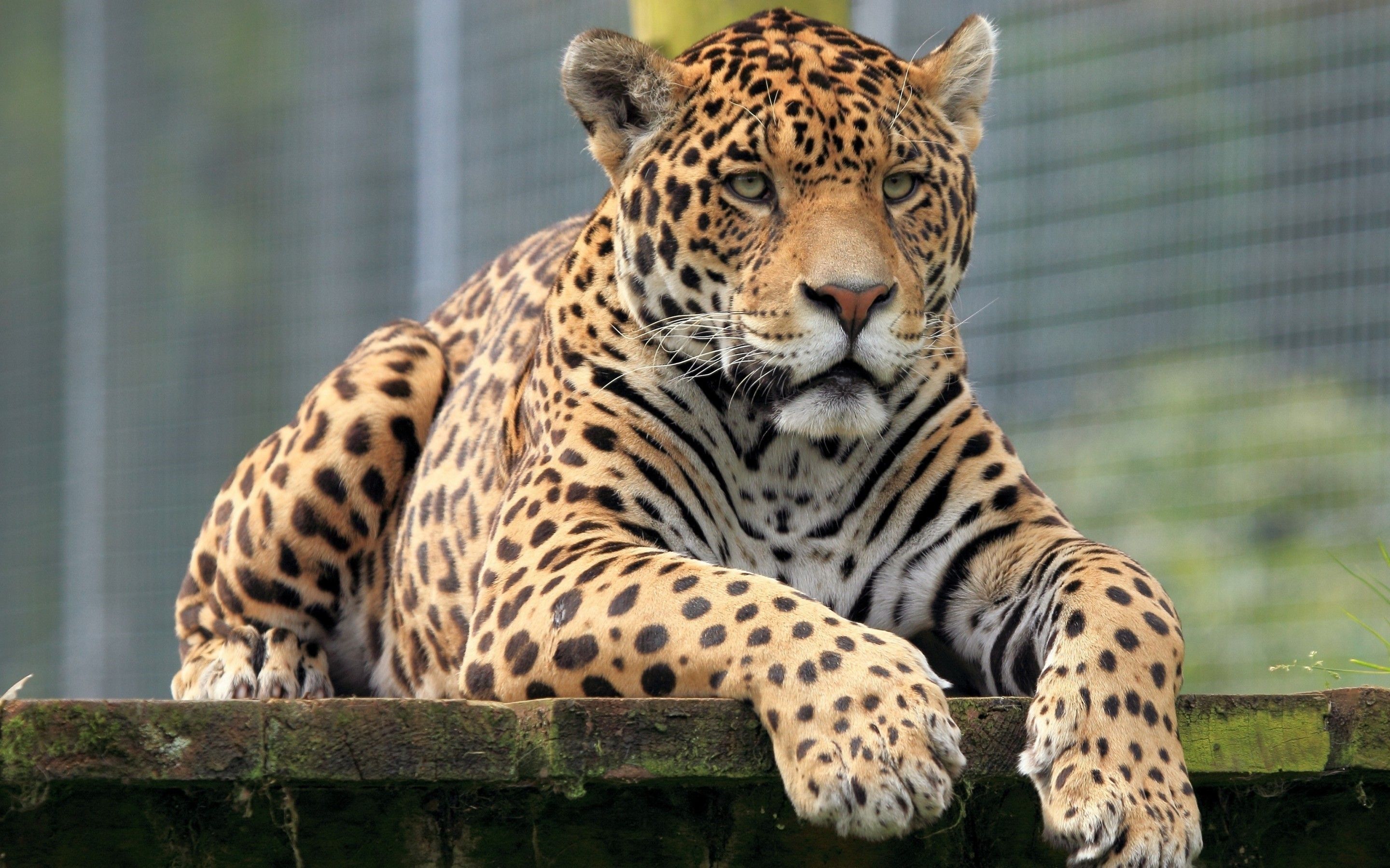 Посмотреть картинку животных Jaguar HD Background Jaguar animal, Animals, Big cats