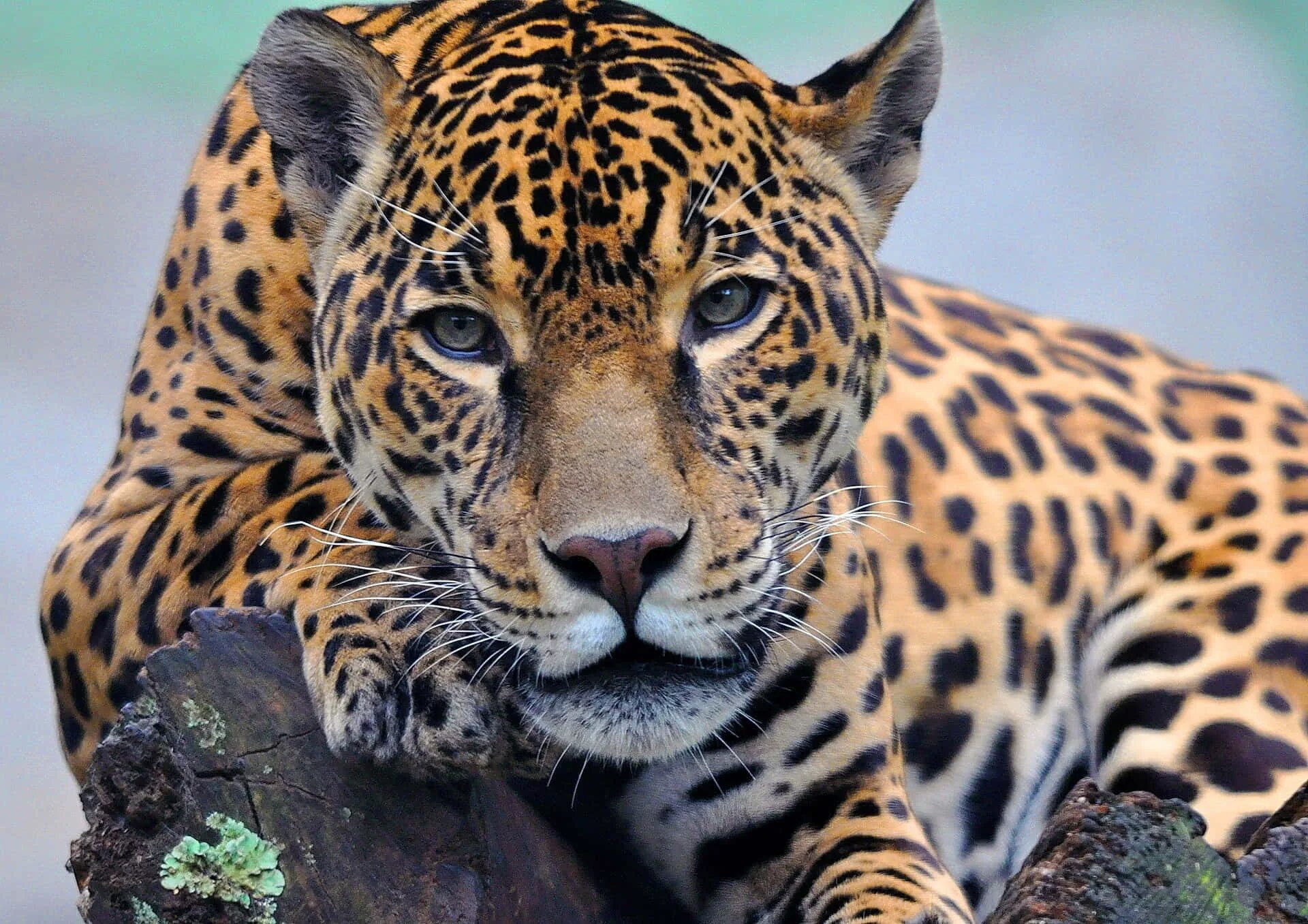 Посмотреть картинку животных Download The British power of a Jaguar Wallpapers.com