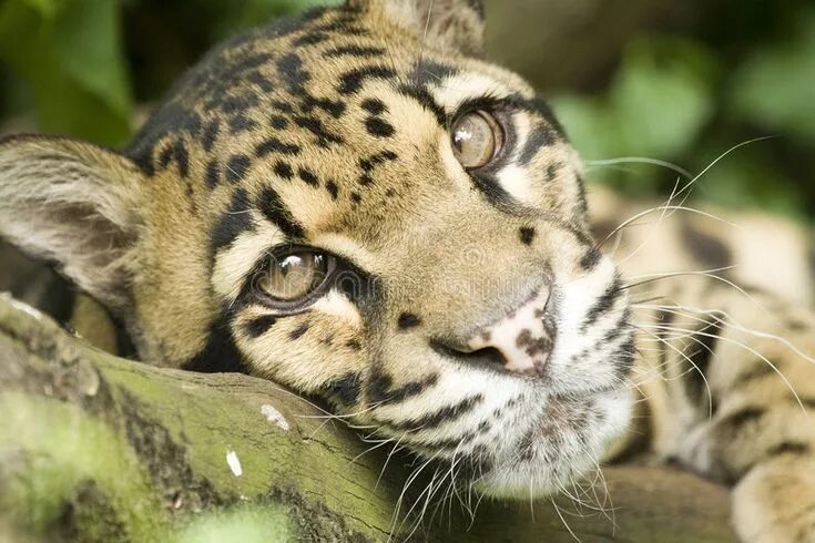 Посмотреть картинку животных Clouded Leopard stock photo. Image of santiago, rare, june - 7352002 Clouded leo