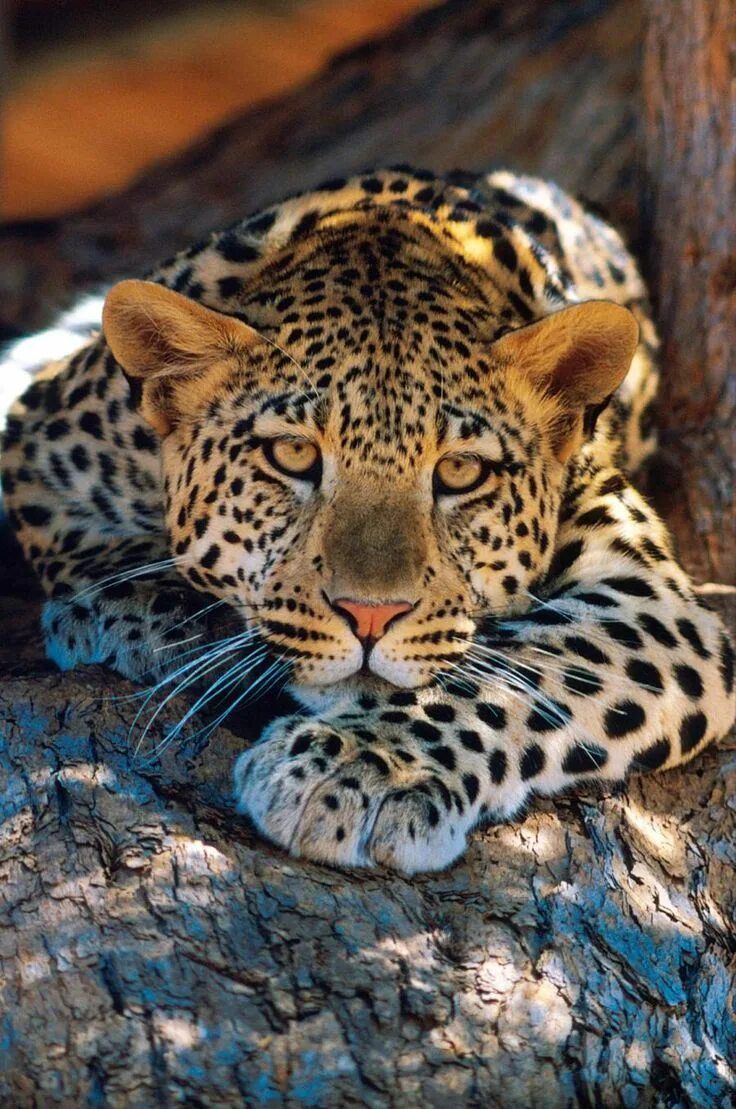 Посмотреть картинку животных Leopard...... - Pixdaus Animals wild, Beautiful cats, Cute animals