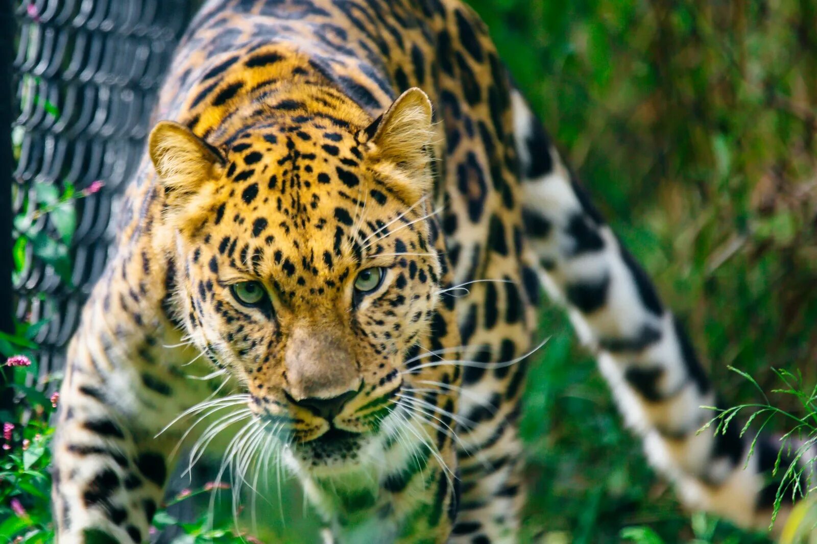 Посмотреть картинку животных Wallpaper : animal, Zoo, Pittsburgh, bokeh, leopard, bigcat, stalk, amur, kurtmi