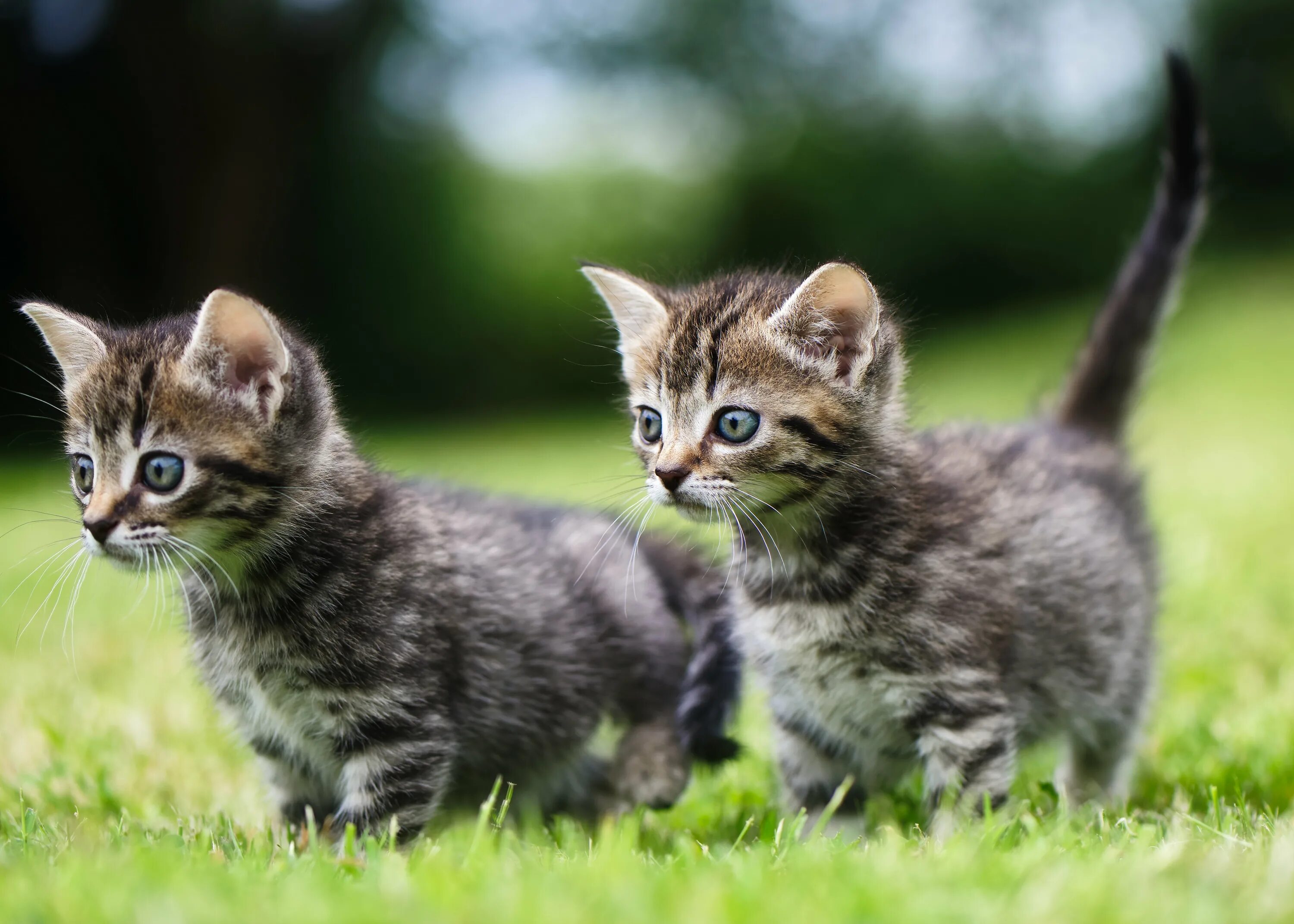 Посмотреть кошек фото Wallpaper : 6280x4486 px, animals, cat, grass, kitten, two 6280x4486 - goodfon -