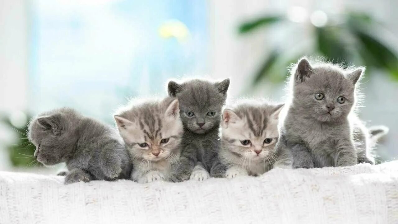 Посмотреть котят фото Karmy British Shorthair Kitten - купить по низкой цене на Яндекс Маркете