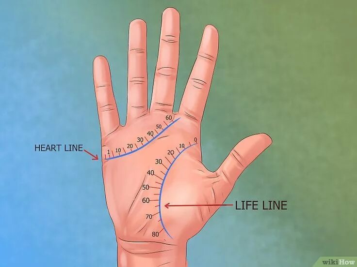 Посмотреть линию жизни на руке фото How to Calculate the Age of a Person Using Palmistry: 6 Steps Palmistry, Palmist