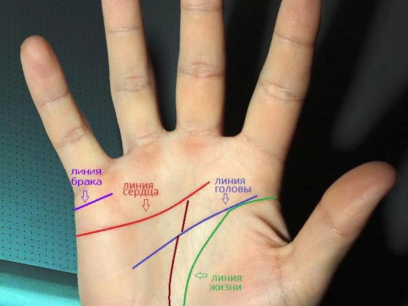 Посмотреть линию жизни на руке фото Кто и как обманывает нас, прикрываясь наукой?