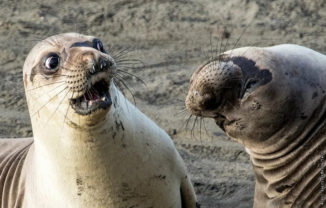 Посмотреть смешное фото Comedy Wildlife Photo Awards 2017