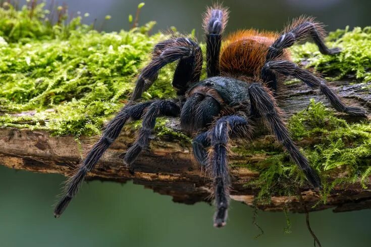 Посмотри фото паука Escaped Tarantula Grounds Delta Flight, Traps Passengers in Baltimore Tarantula,