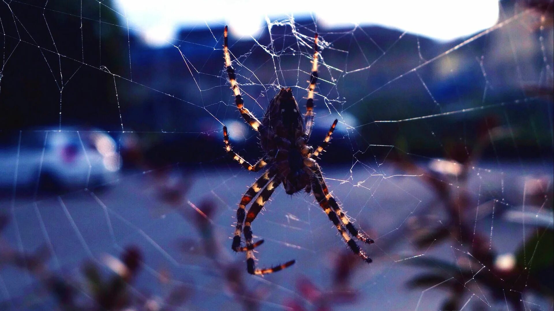 Посмотри фото паука Download wallpaper 1920x1080 spider, web, insect full hd, hdtv, fhd, 1080p hd ba