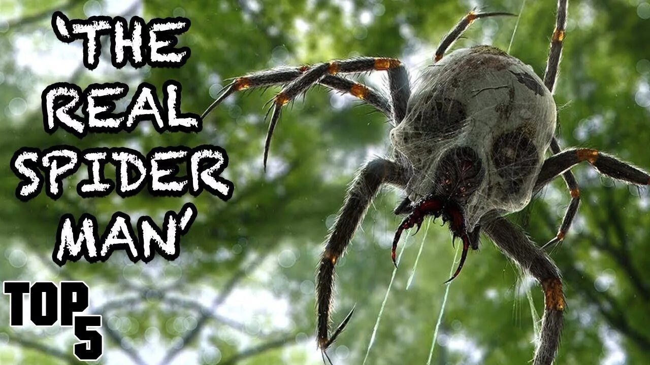 Посмотри фото паука 5 Scary Creepypastas That Might Be Real - YouTube