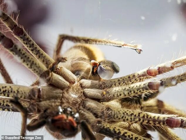 Посмотри фото паука Sydney's Taronga Zoo released rare photos of huntsman spiders mating Daily Mail 