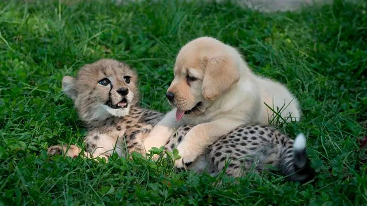 Поставь фото животных This dog and the cheetah met as children, two years later, they are still insepa