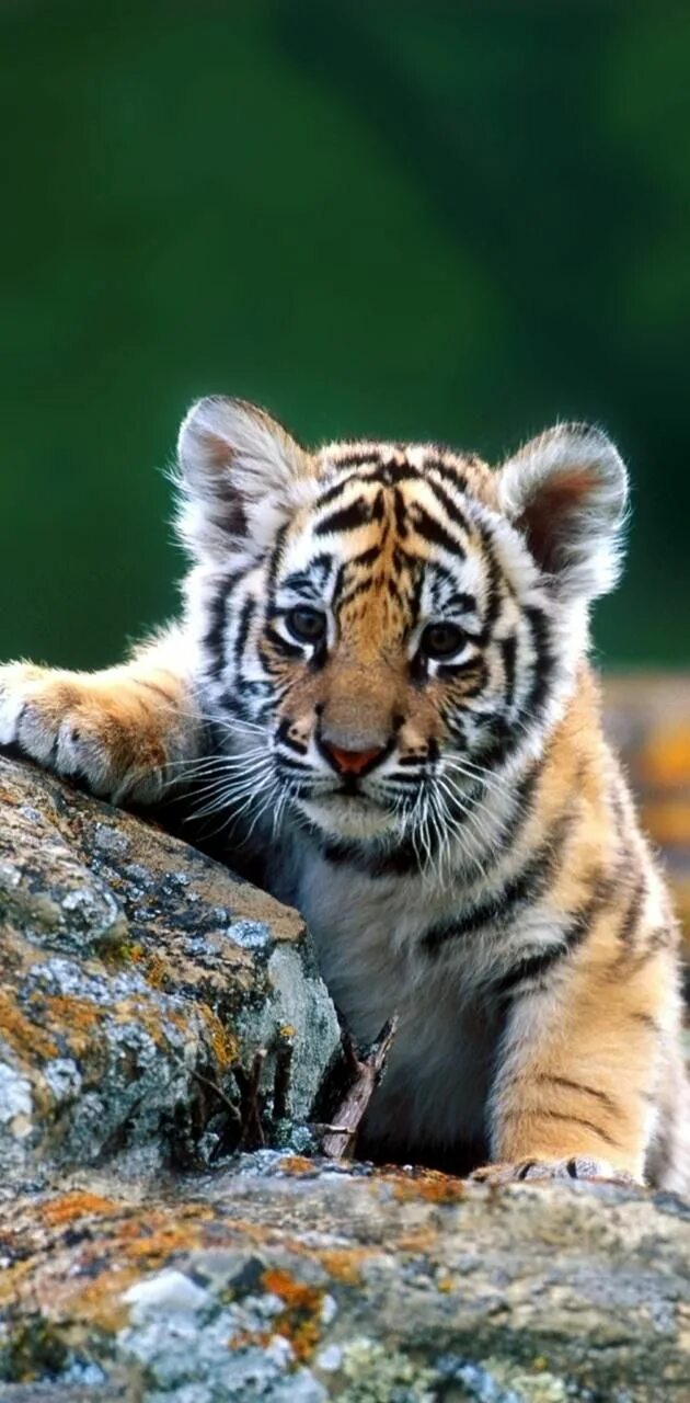 Поставь картинки животных Download baby tiger wallpaper by dathys - f0 - Free on ZEDGE ™ now. Browse milli