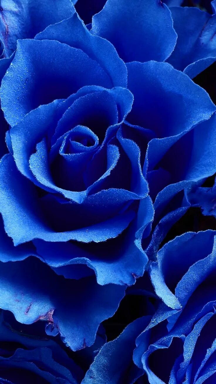 Поставить синий цвет на фото Blue rose, flowers, close up Wallpaper in 2020 Blaue blumentapete