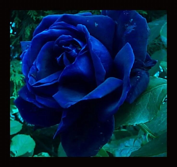 Поставить синий цвет на фото Anna Blue Photo: Blue Rose Beautiful rose flowers, Blue roses, Colorful roses