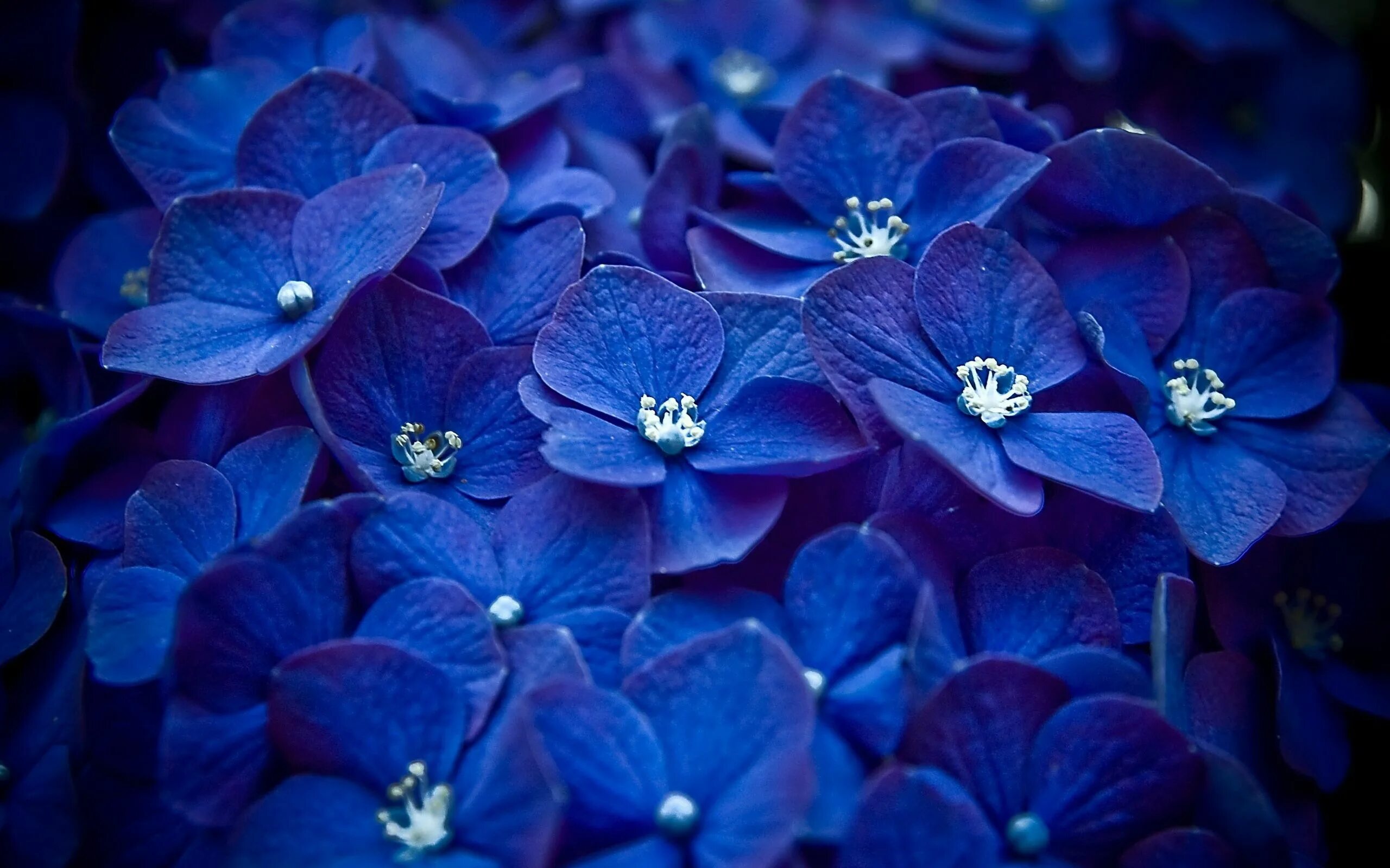 Поставить синий цвет на фото Blue and Purple Hydrangeas - Image Abyss