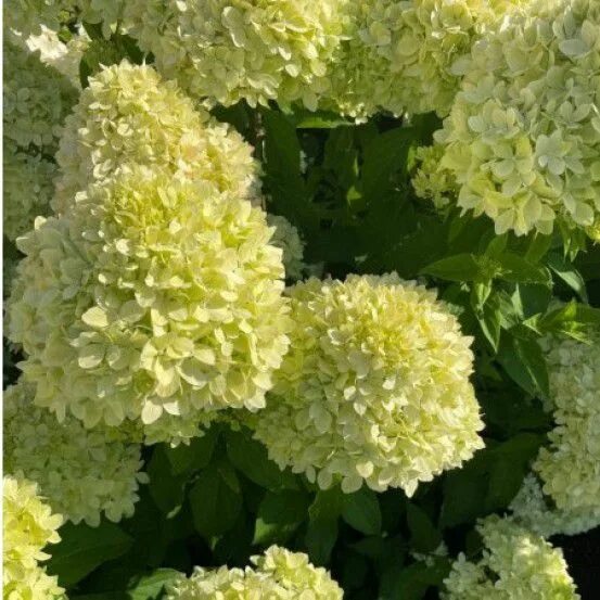 Постель грин гортензия метельчатая фото Гортензия метельчатая/Hydrangea paniculata - Гортензия/Hydrangea - Садовый центр