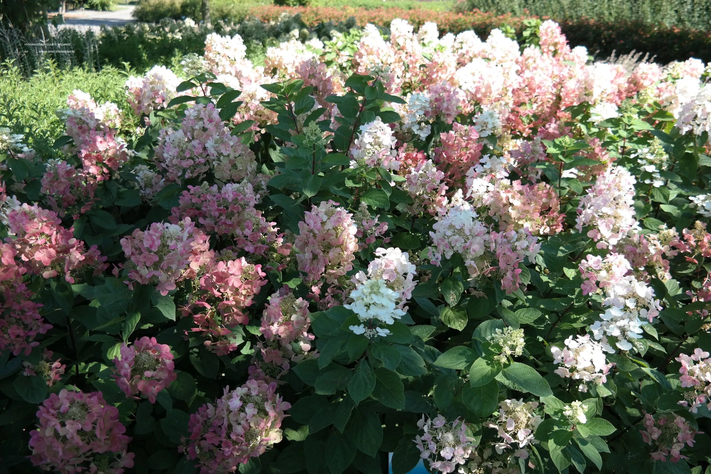 Постель грин гортензия метельчатая фото Hydrangea paniculata 'Melange', pluimhortensia of schapekophortensia, bloeit wit