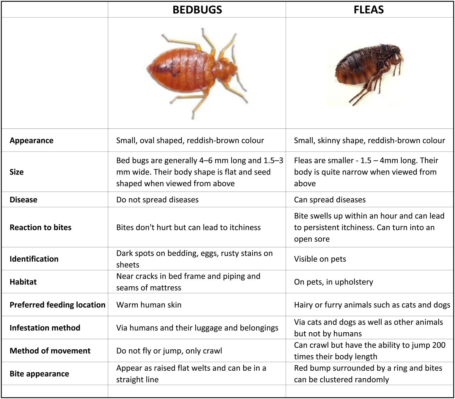 Постельные блохи укусы фото симптомы и лечение species identification - I found a bug on my bedroom floor. Is this a bedbug? - 