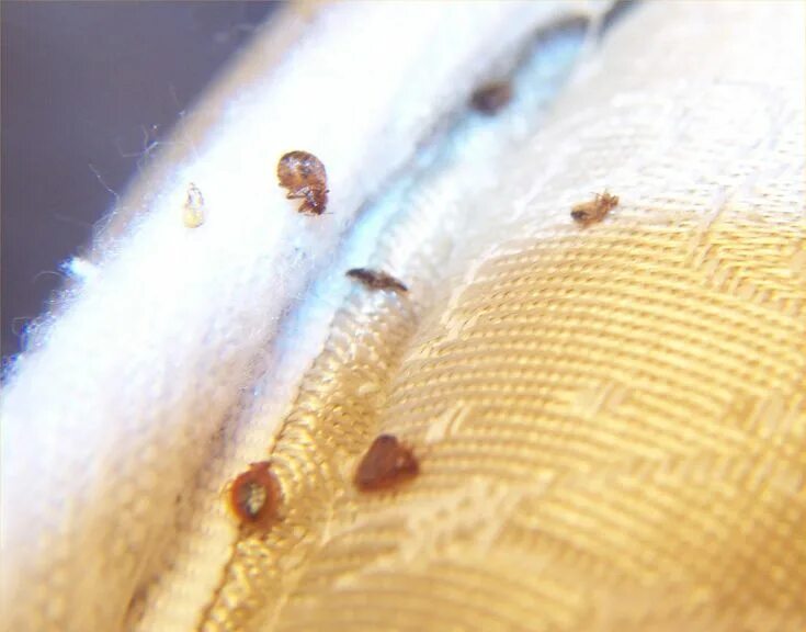 Постельные клещи фото под Eliminating Mattress Bugs the Best Way Bed bugs pictures, Natural insecticide, B