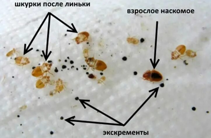 Постельные клопы фото и как обнаружить Откуда появляются и как заводятся клопы в доме, квартире? ДезИнспектор