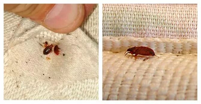 UK research: Bed bugs 'bite' the wallet of hotel owners College News