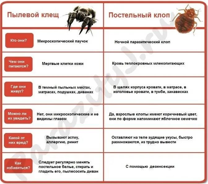 Постельные клопы укусы фото симптомы и лечение Укусы насекомых - постельные клопы!