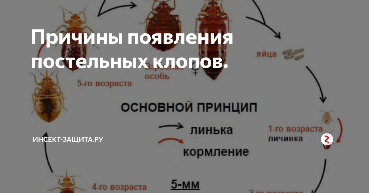 Постельные клопы укусы фото симптомы как избавиться Причины появления постельных клопов. www.инсект-защита.ру Дзен