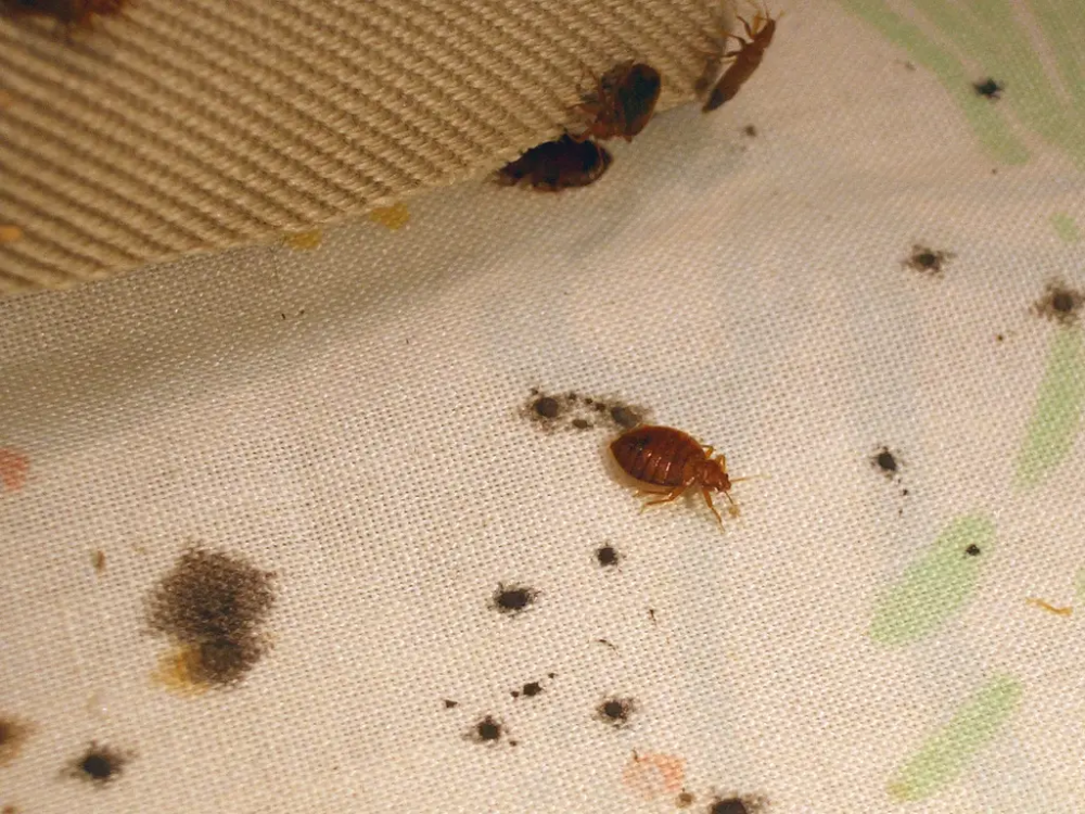 Постельный клещ фото 8 things you can do to avoid getting bed bugs - Insider Bed bugs, Bed bug bites,