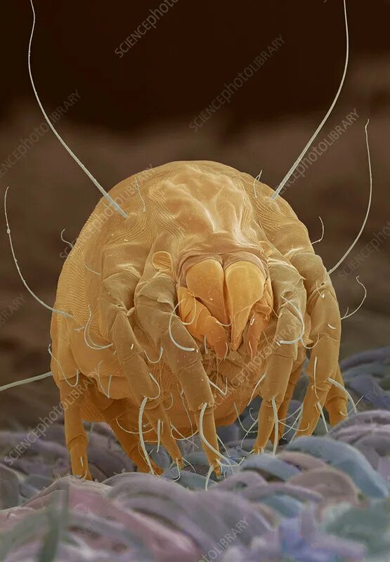 Постельный клещ фото Dust mite - Stock Image - Z445/0298 - Science Photo Library