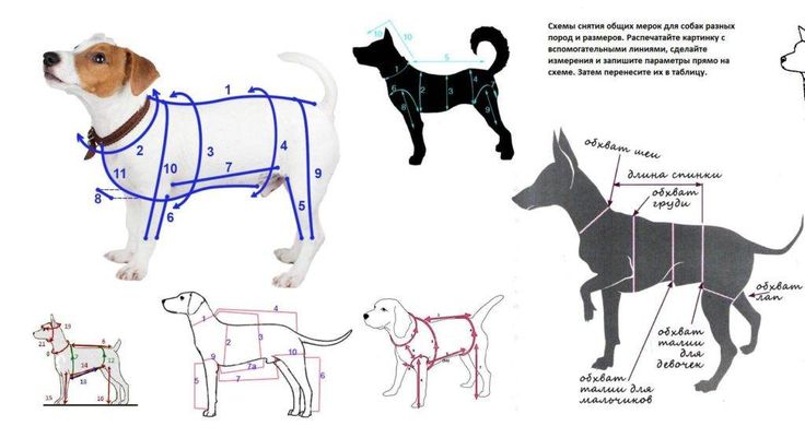 Построение выкройки одежды для собак средних пород Выкройки комбинезонов для собак среднего размера мальчика - 95 фото Dog coats, A