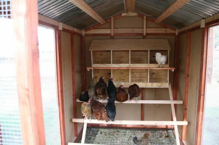 Построить курятник на 20 кур фото Photo Gallery at Best Coops Small chicken coops, Inside chicken coop, Chicken co