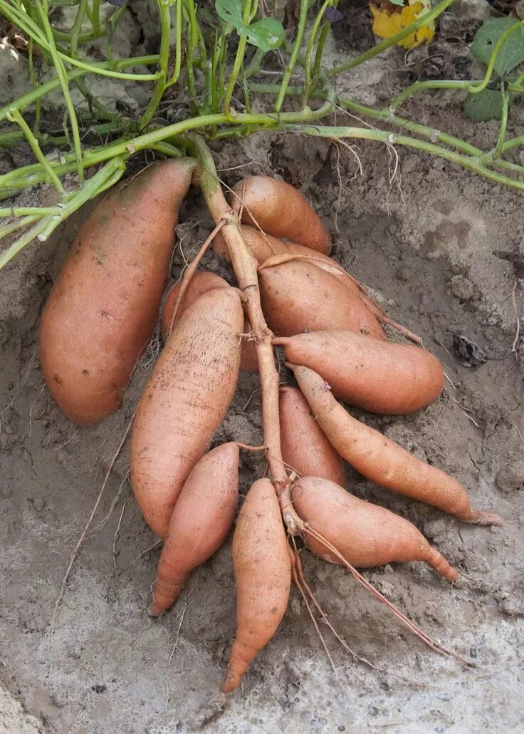 Потато что это за овощ фото Growing Sweet Potatoes Growing sweet potatoes, Indoor vegetable gardening, Organ